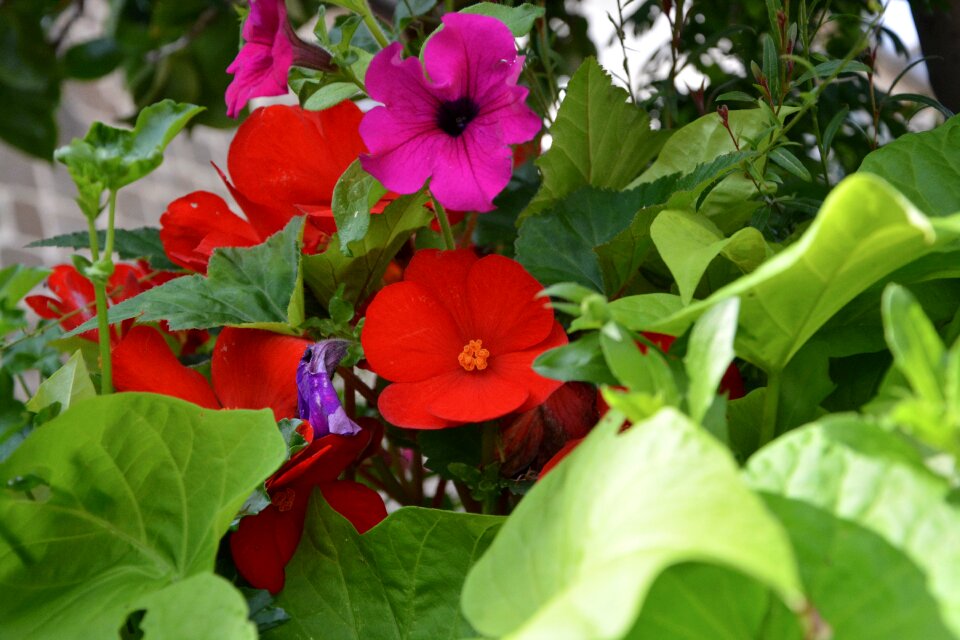 Nature plant flora