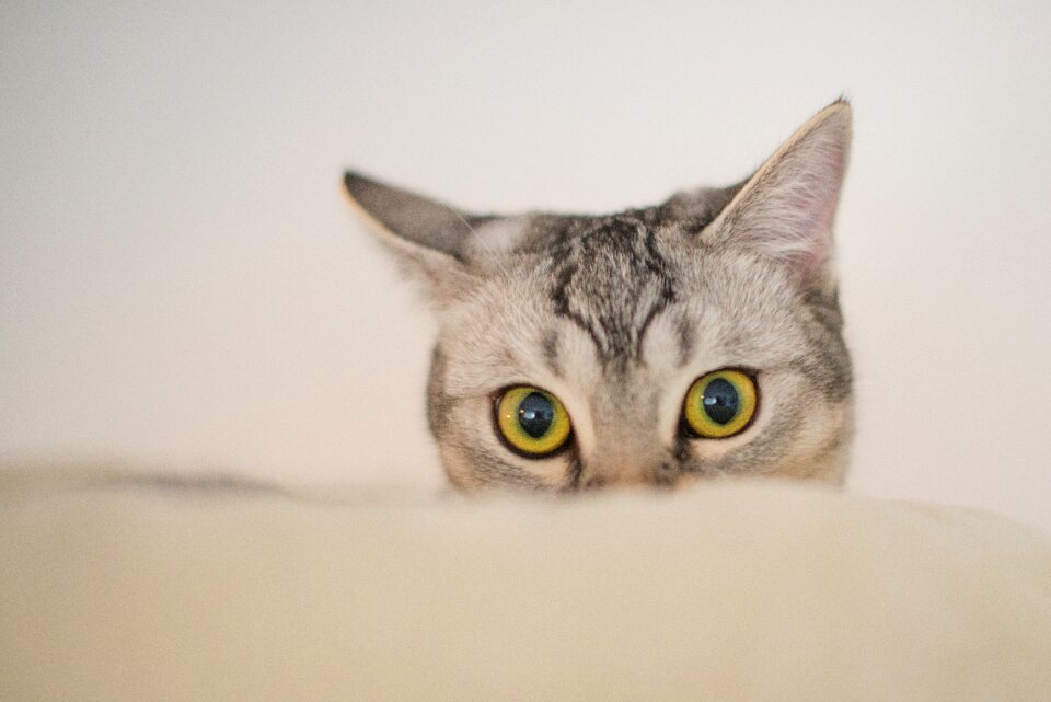 Kitten curious funny photo