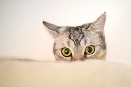 Kitten curious funny photo