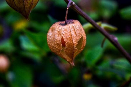 Leaf nature food