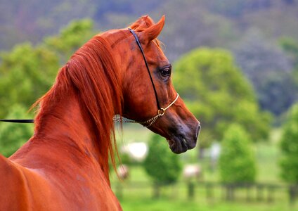 Equines equine stallion photo