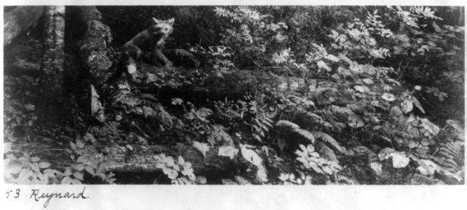 Adirondack Mountains, N.Y.)- Reynard LCCN2003678340