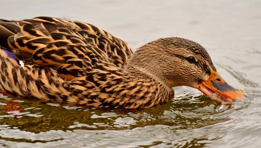 Duck duck bird nature