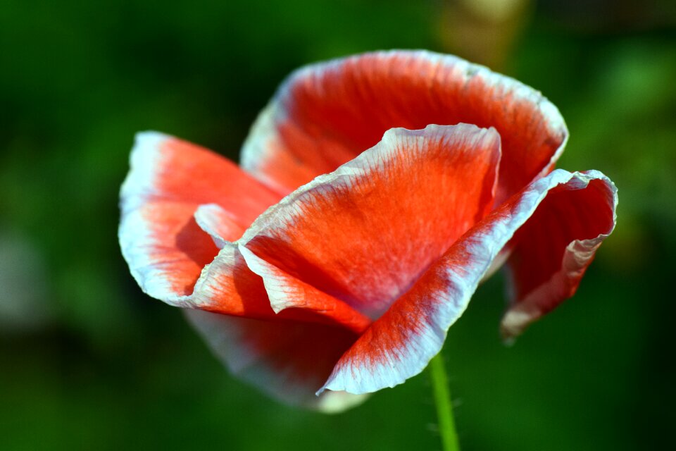 Red poppy flower red