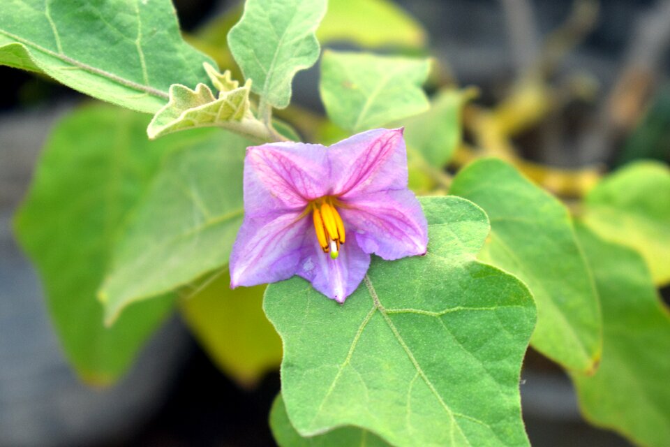 Purple flower eggplant aubergine