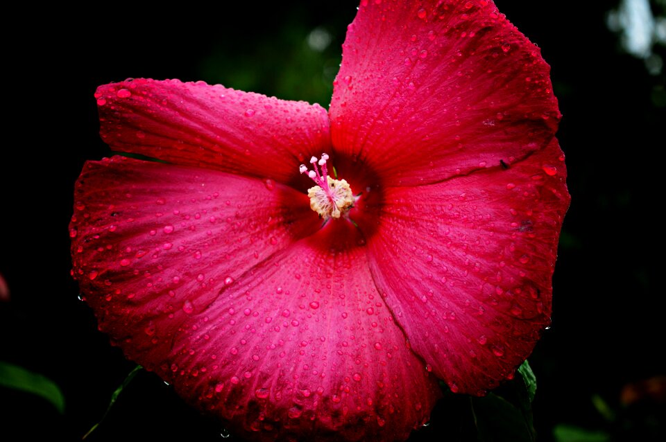 Plant bibék petals