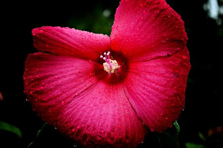 Plant bibék petals