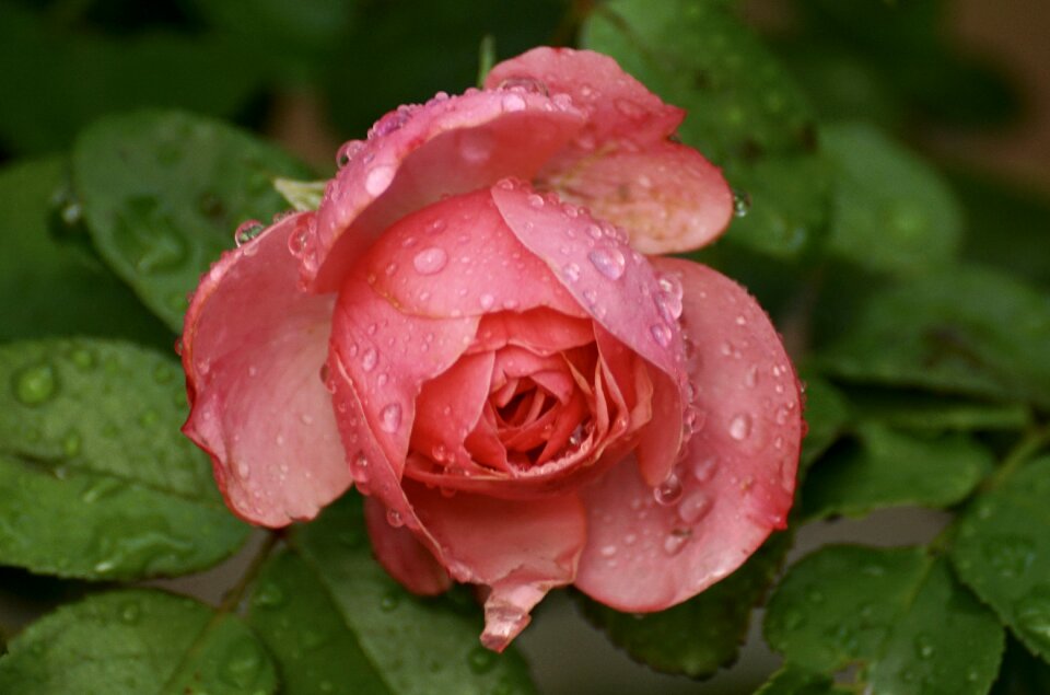 Bloom pink nature