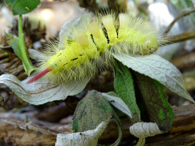 Lymantriidae hairy insect photo