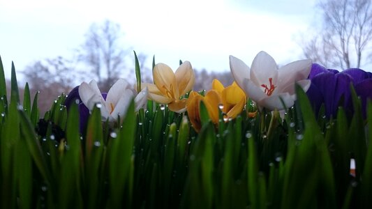 Plant blooms plants photo