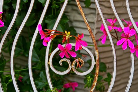Metal begonias overgrown pattern