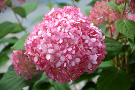 Plant summer flowering photo