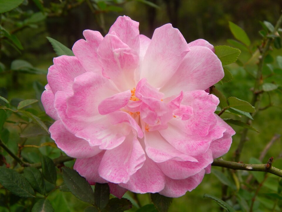 Pink flower pink petals garden