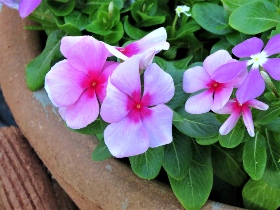 Pink green potted