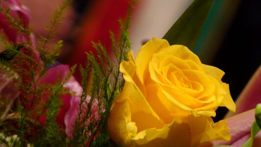 Flower yellow roses vicky