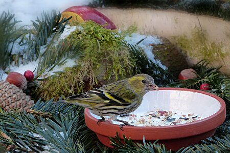 Carduelis spinus songbird small