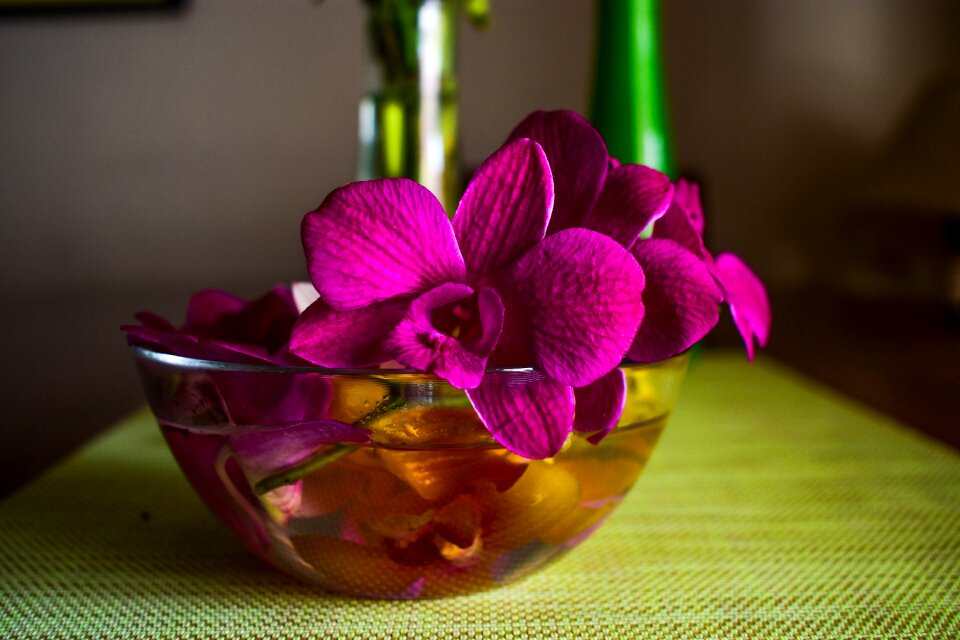 Flower plant Free photos