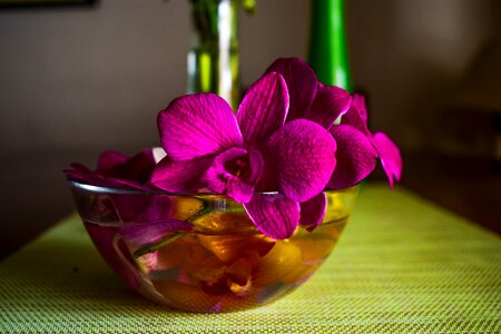 Flower plant Free photos