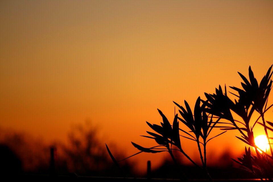 Sun plant leaf