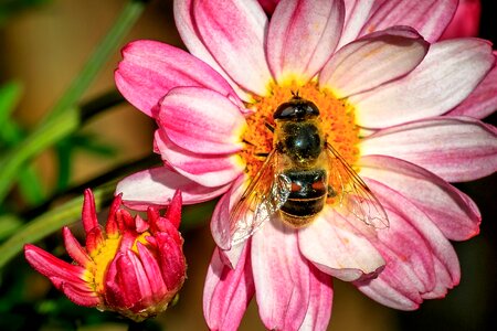 Summer pollen bee photo