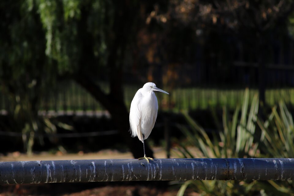 Water outdoors stork
