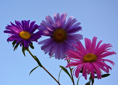 Parma violet pink fuchsia photo