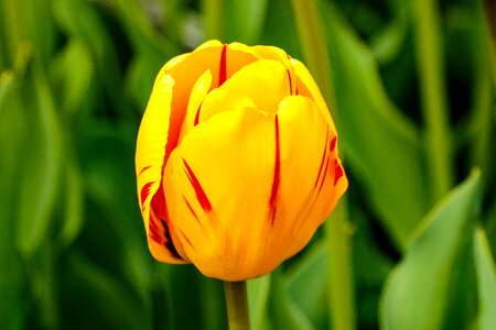 Flower bright yellow