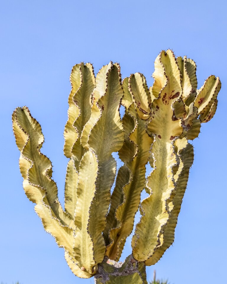 Nature sharp thorny