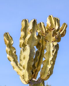 Nature sharp thorny