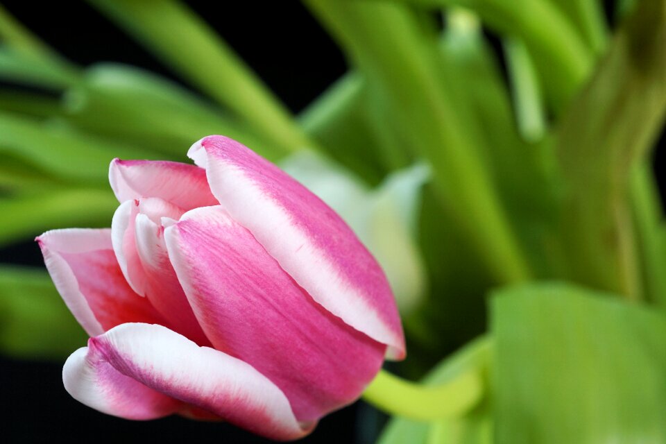 Bloom flower plant