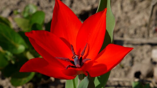 Tulip bright red symmetry