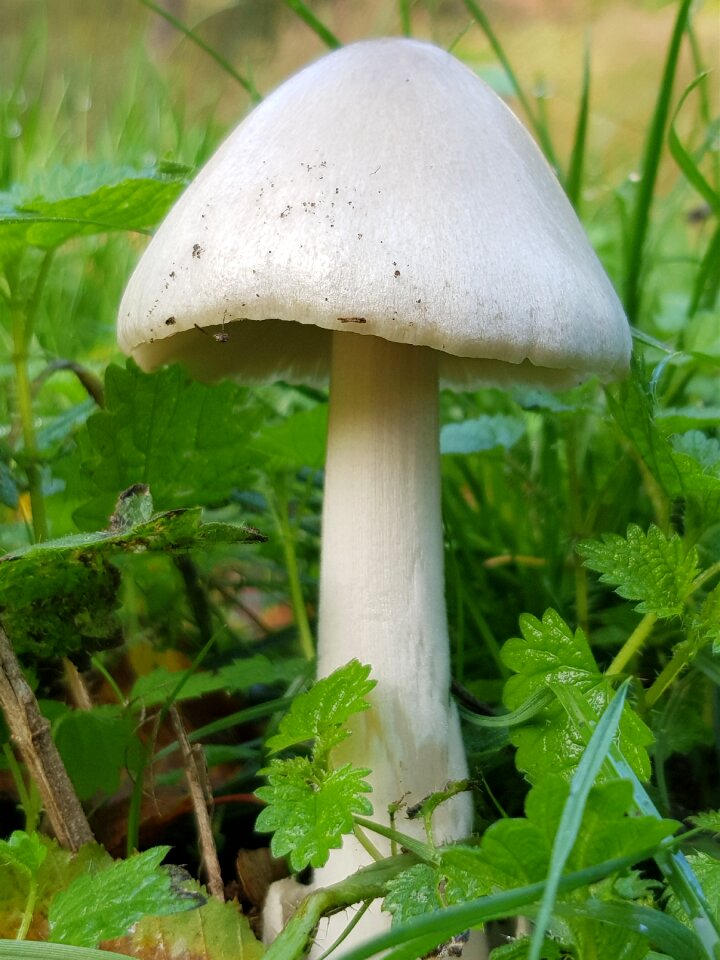 Mushroom emergency room meadow