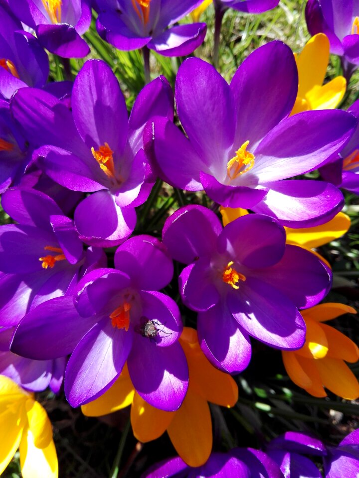 Plants crocus purple