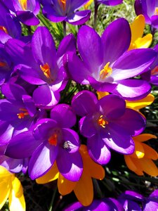 Plants crocus purple