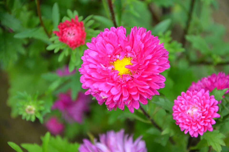 Nature flowering garden