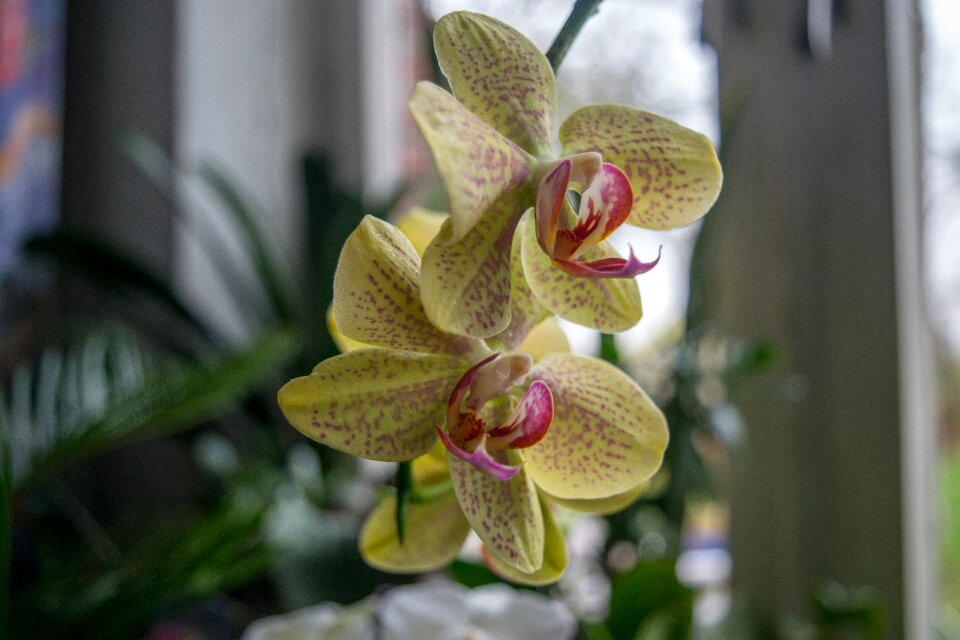 Garden tropical flowers