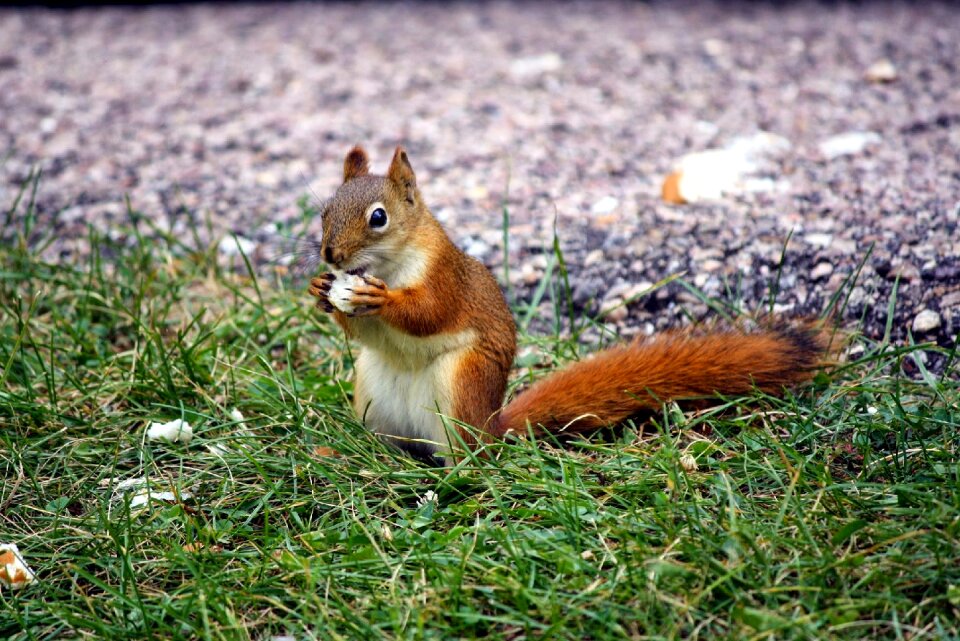 Animal cute squirrel