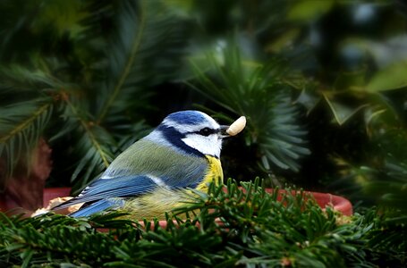 Blue tit cyanistes caeruleus songbird