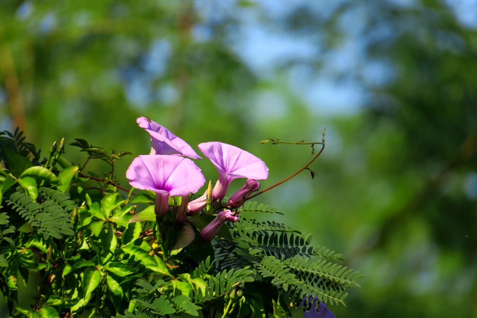 Garden summer outdoor