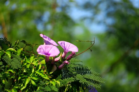 Garden summer outdoor photo