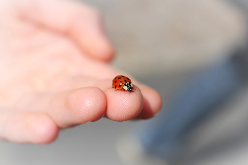 Ladybug hand finger