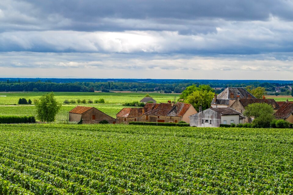 Landscape aloxe corton