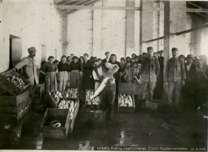 Adria Seefischerei. Fisch-Hallenverkehr. (BildID 15623348)