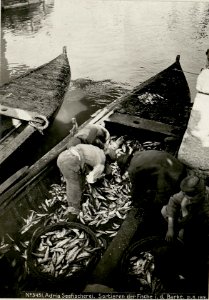 Adria Seefischerei. Sortieren der Fische in der Barke. (BildID 15623341)