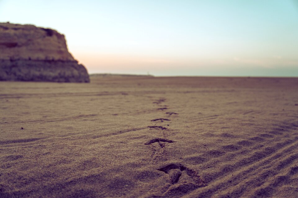 Seagull footprint animal