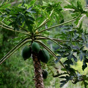 Tree tropical natural
