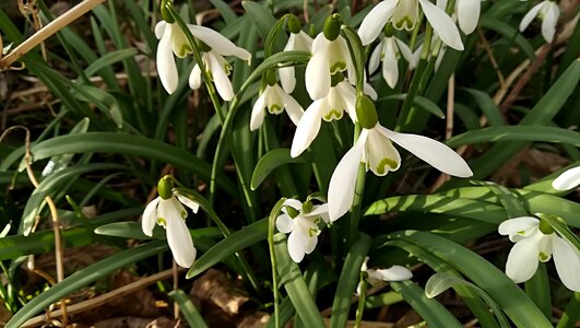 Flower plants nature photo