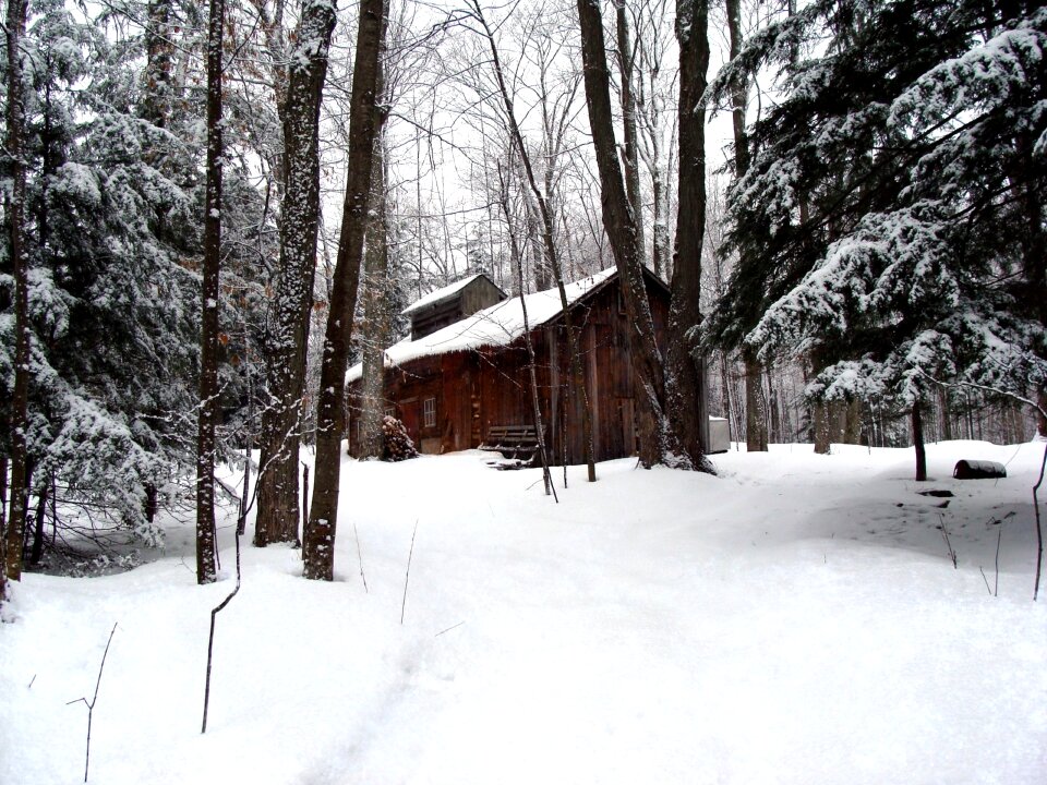 Woods snow winter photo