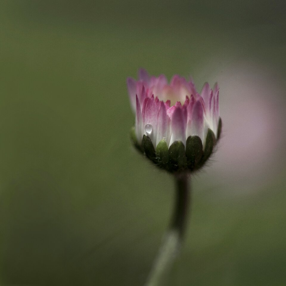 Flower garden weeds