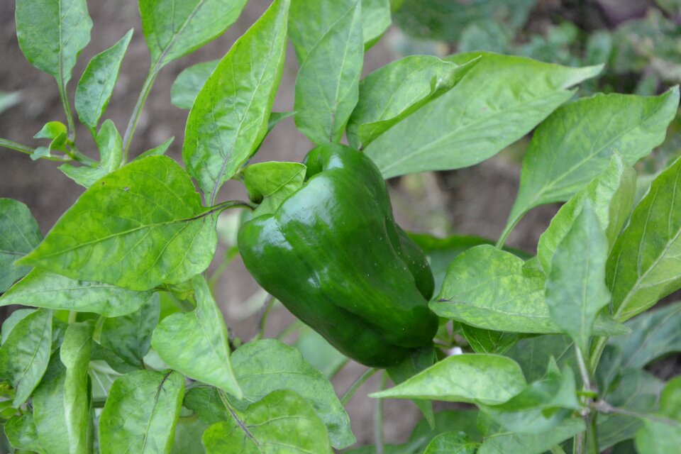 Nature vegetables food